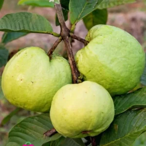 White Guava Tree Live Plant - 4 Inch Pot - Fragrant Cold Hardy Seedling