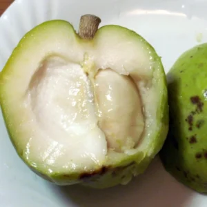 White Sapote Plant Live - Tropical Sapodilla Fruit Tree - 4 Inch Pot