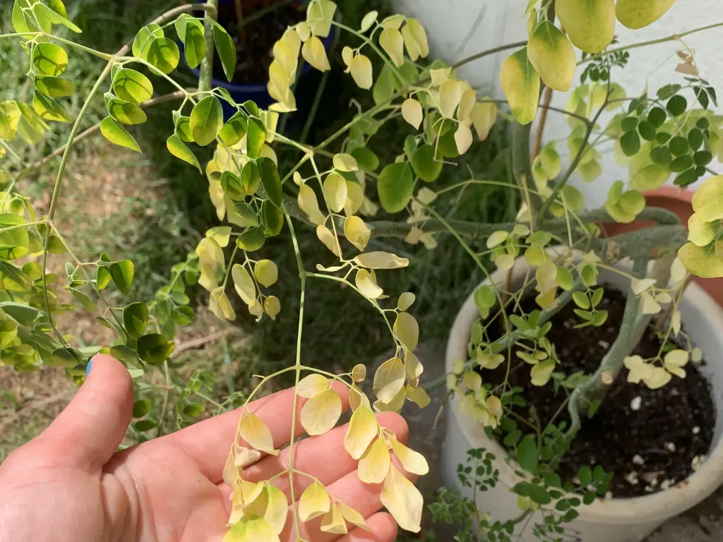 moringa leaves turn yellow