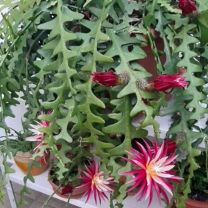 Fishbone Cactus Plant Live - Zig Zag Cactus 5-7 Inch Tall - 2