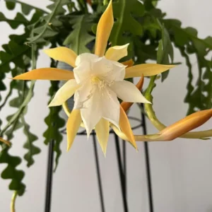 Fishbone Cactus Plant Live 4 Inch Pot - Zig Zag Indoor/Outdoor