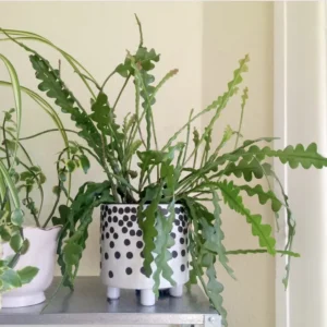 Fishbone Cactus Plant Live 4 Inch Pot - Zig Zag Indoor/Outdoor