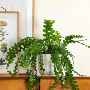 Fishbone Cactus Plant Live 4 Inch Pot - Zig Zag Indoor/Outdoor