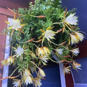 Fishbone Cactus Plant Live 4 Inch Pot - Zig Zag Indoor/Outdoor