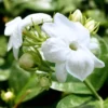 Arabian Jasmine Plant Live - 8 Inch Tall Vine in 3" Pot