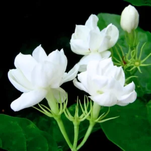 Arabian Jasmine Plant Live - 8 Inch Tall Vine in 3" Pot