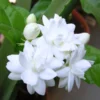 Arabian Jasmine Plant Live - 8 Inch Tall Vine in 3" Pot