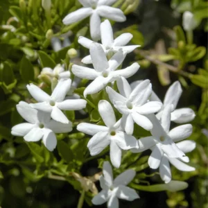 Arabian Jasmine Plant Live - 8 Inch Tall Vine in 3