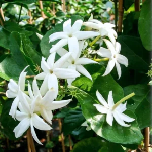 Arabian Jasmine Plant Live - 8 Inch Tall Vine in 3