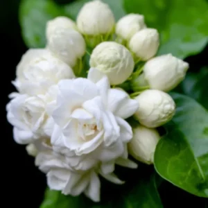 Sambac Jasmine Plant Live - 8 Inch Fragrant Climbing Vine in 3