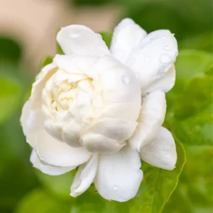 Sambac Jasmine Plant Live - 8 Inch Fragrant Climbing Vine in 3" Pot