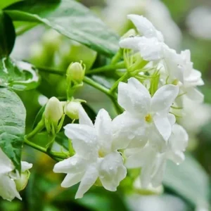 Sambac Jasmine Plant Live - 10 Inch Tall Fragrant Climbing Vine