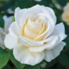Mini Rose Plant Live - Miniature Rose Bush - 3" Pot - White Flowers
