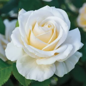 Mini Rose Plant Live - Miniature Rose Bush - 3" Pot - White Flowers