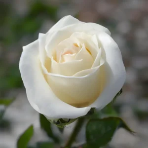 Mini Rose Plant Live - Miniature Rose Bush - 3