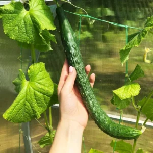 Long Cucumber Plant Live Vegetable Seedling 4-8 Inch