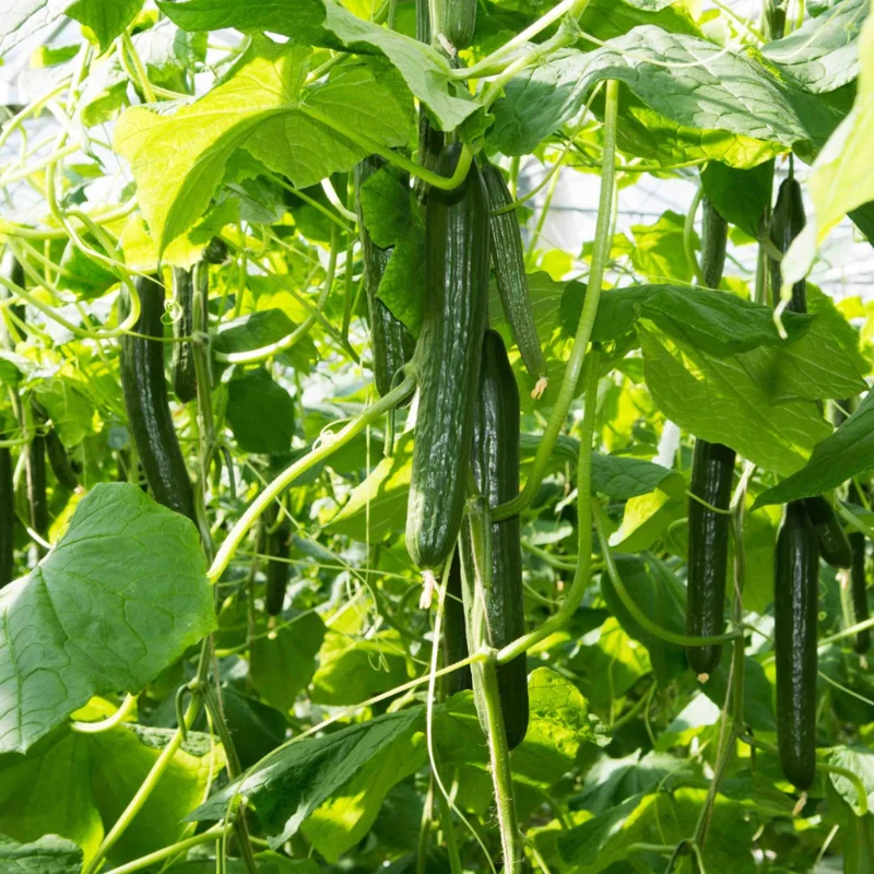 Long Cucumber Plant Live Vegetable Seedling 4-8 Inch