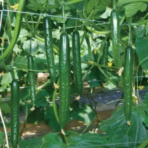 Long Cucumber Plant Live Vegetable Seedling 4-8 Inch