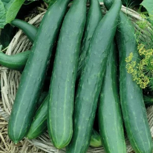 Long Cucumber Plant Live Vegetable Seedling 4-8 Inch