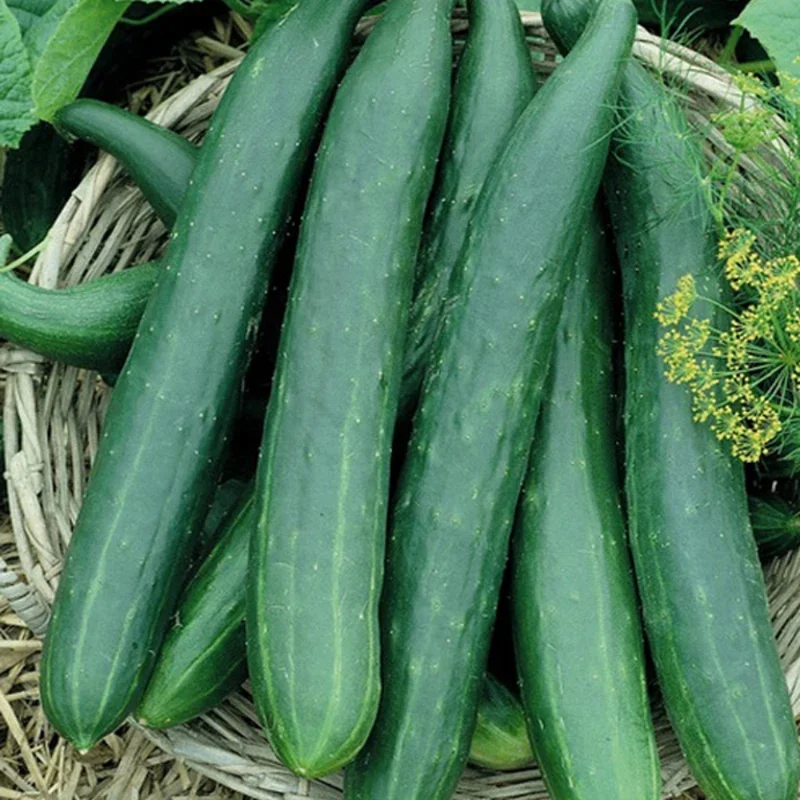 Long Cucumber Plant Live Vegetable Seedling 4-8 Inch