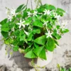 Oxalis Regnellii Green Shamrock Houseplant - 4in Pot Lucky Plant