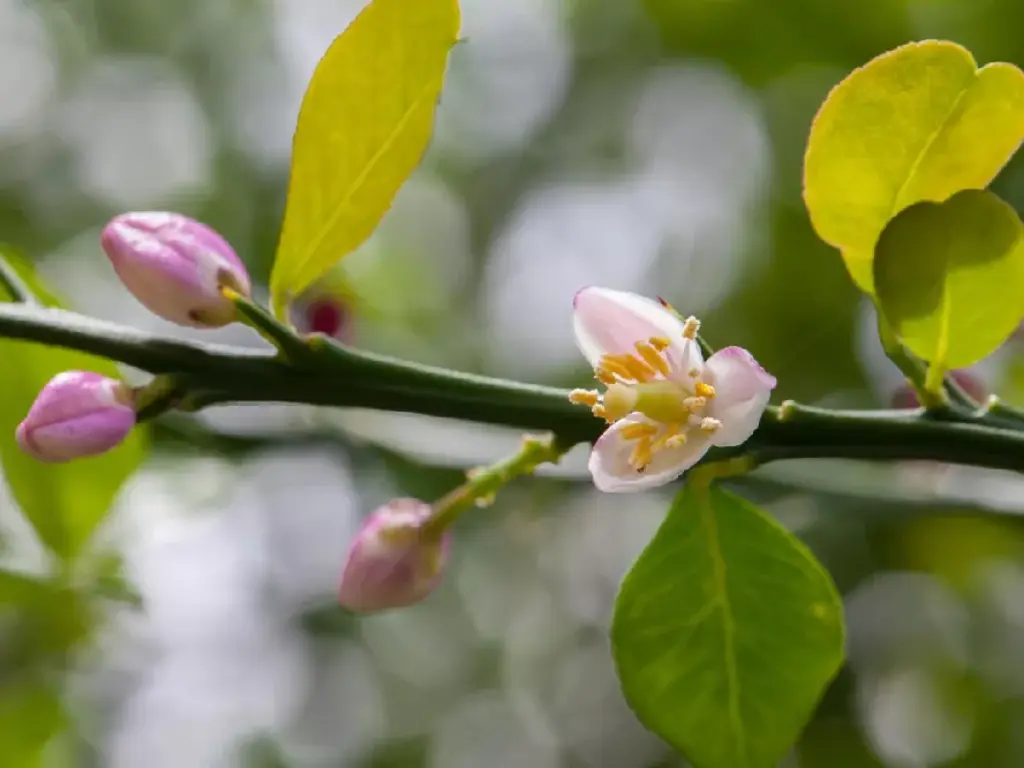 A delicate finger lime flower blooming on a tree branch, showcasing the beautiful white and pink petals.