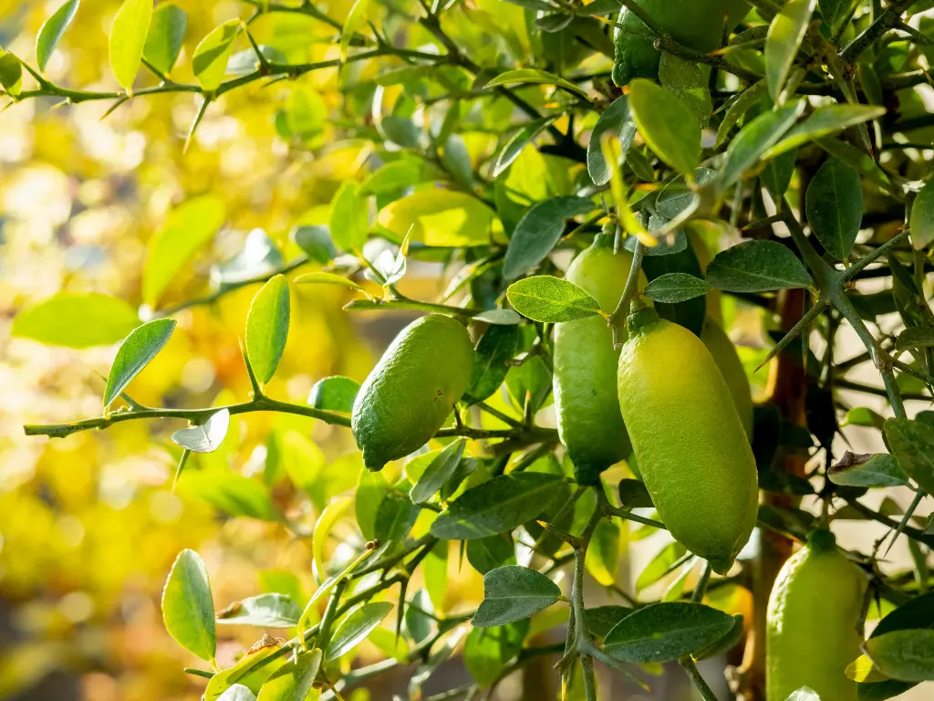 A finger lime tree bearing fruit, showcasing healthy green limes ready for harvesting.