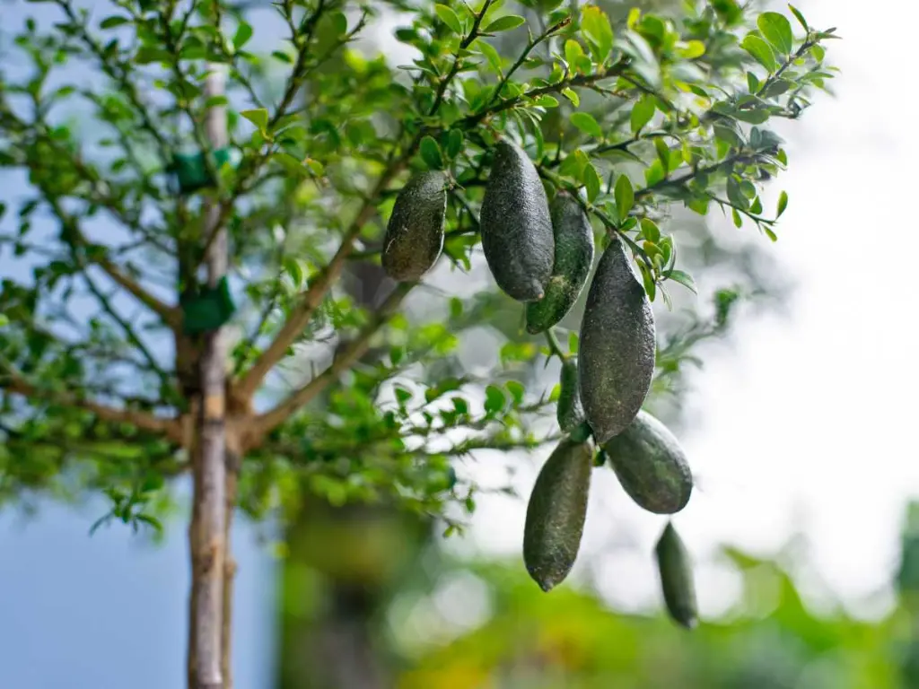 how to grow finger limes