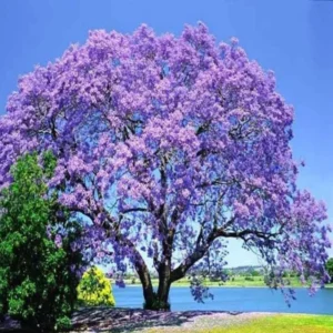 Jacaranda Tree Plant Live - 6-8 Inch - Purple Blue Bonsai - Potted Indoor/Outdoor