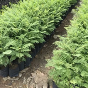 Jacaranda Tree Plant Live - 6-8 Inch - Purple Blue Bonsai - Potted Indoor/Outdoor