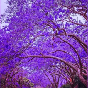 Jacaranda Tree Plant Live - 6-8 Inch - Purple Blue Bonsai - Potted Indoor/Outdoor