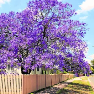 Blue Jacaranda Tree Live Seedling - 8 Inch Well Rooted Plant for Outdoor Planting