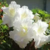 White Azalea Tree Live Plant 4" Pot - Year-Round Blooms