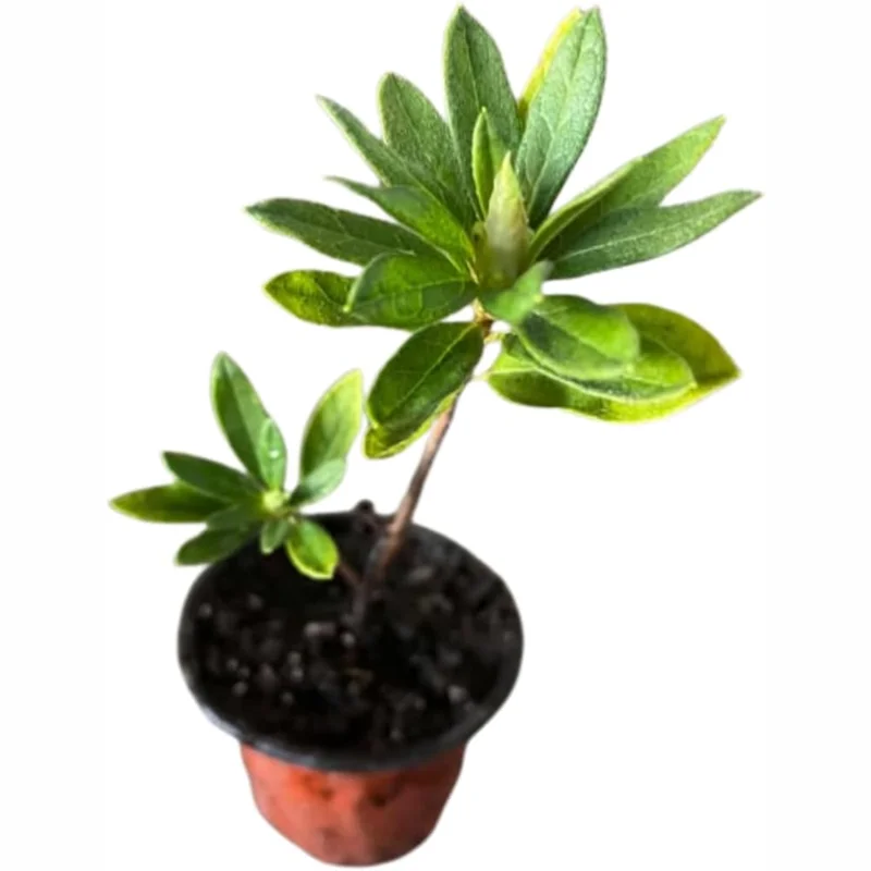 White Azalea Tree Live Plant 4" Pot - Year-Round Blooms