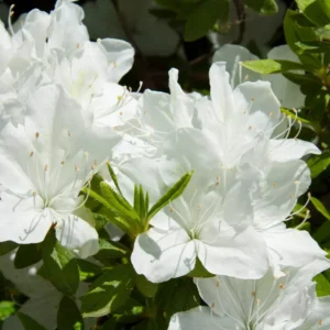 White Azalea Tree Live Plant 4
