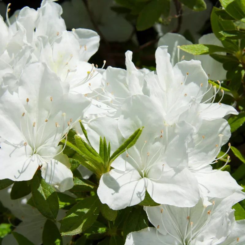 White Azalea Tree Live Plant 4" Pot - Year-Round Blooms