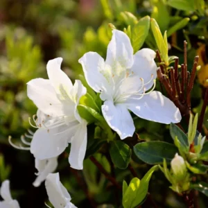 White Azalea Tree Live Plant 4