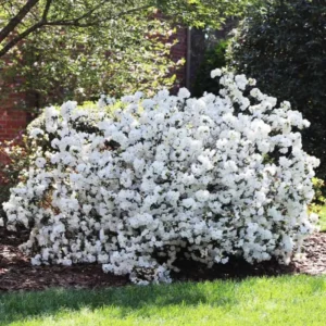 White Azalea Tree Live Plant 4