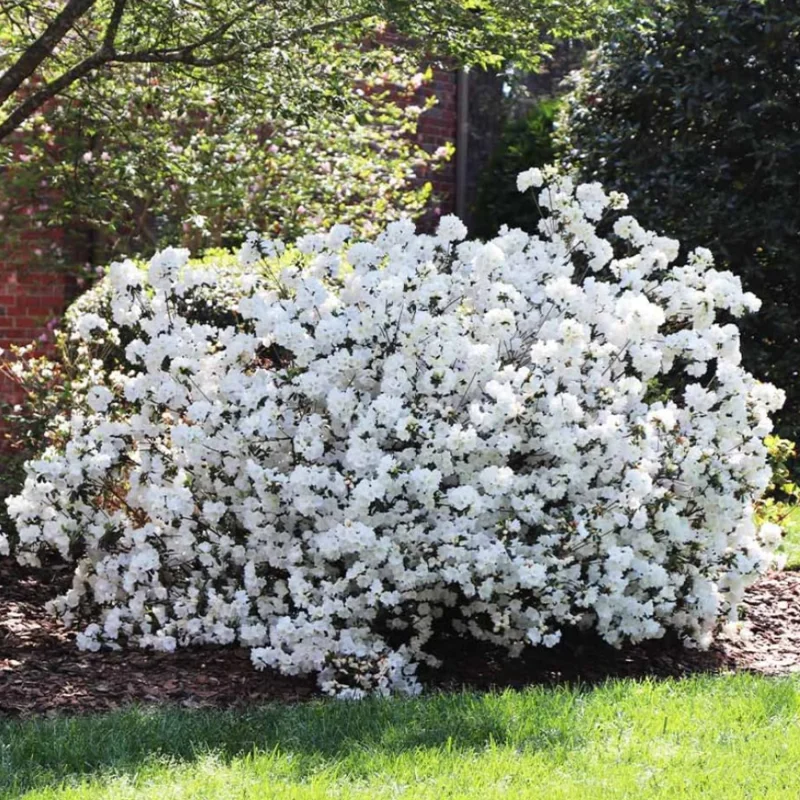 White Azalea Tree Live Plant 4" Pot - Year-Round Blooms