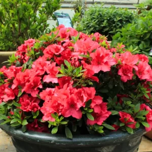 Red Azalea Tree Live Plant 4" Pot Year-Round Blooms Rhododendron