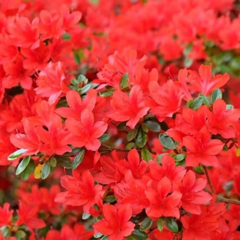 Red Azalea Tree Live Plant 4" Pot Year-Round Blooms Rhododendron
