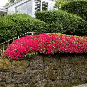 Red Azalea Tree Live Plant 4