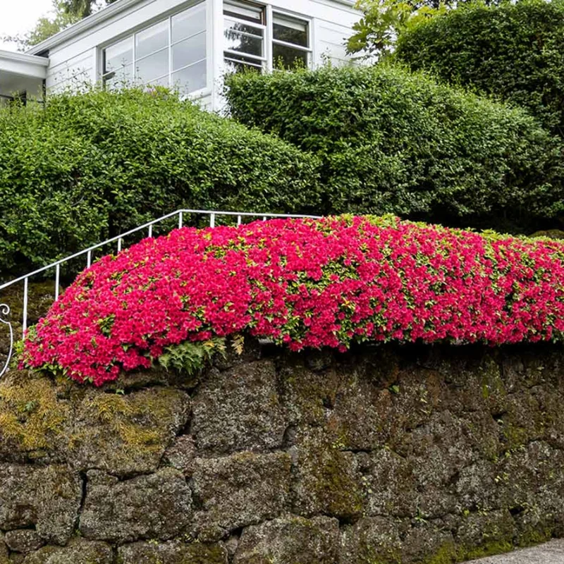 Red Azalea Tree Live Plant 4" Pot Year-Round Blooms Rhododendron