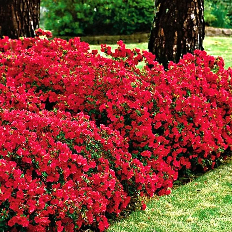 Red Azalea Tree Live Plant 4" Pot Year-Round Blooms Rhododendron