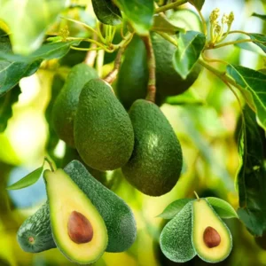 Avocado Tree Live Plant - Creamy Avocado Variety, 6-9 Inch Potted Plant
