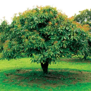 Avocado Tree Live Plant - Creamy Avocado Variety, 6-9 Inch Potted Plant