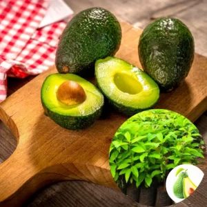 Avocado Tree Live Plant - Creamy Avocado Variety, 6-9 Inch Potted Plant