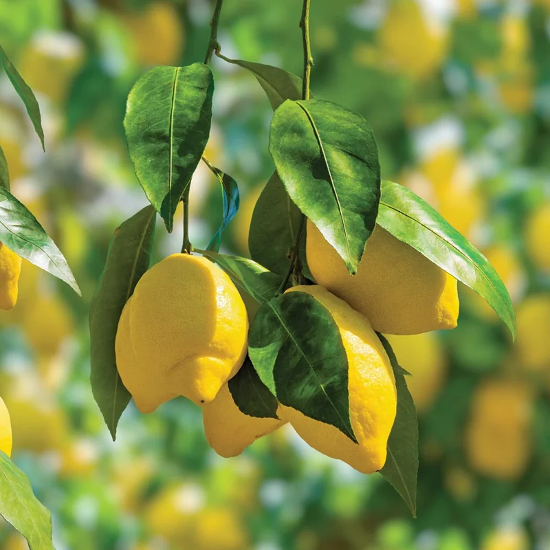 Meyer Lemon Bush Live Plant - Starter Citrus Tree - 1 to 2 Inch Tall