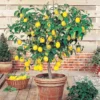 Meyer Lemon Bush Live Plant - Starter Citrus Tree - 1 to 2 Inch Tall