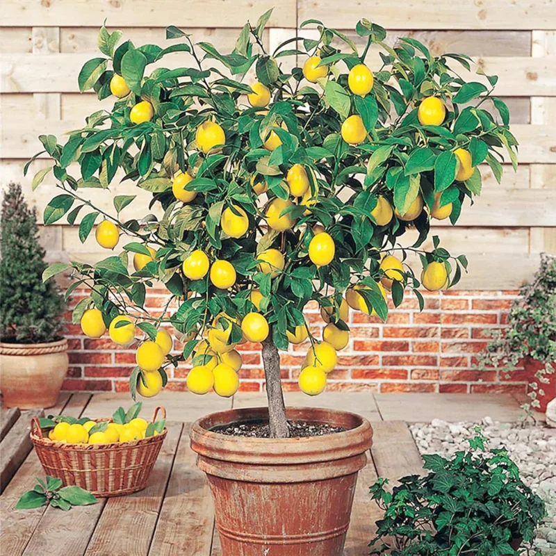 Meyer Lemon Bush Live Plant - Starter Citrus Tree - 1 to 2 Inch Tall